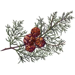 Carrière Frères Bougie Parfumée|Cyprès - Cupressus Bougie Parfumée
