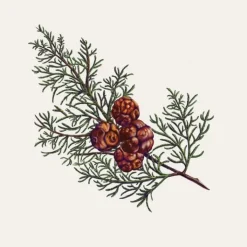 Carrière Frères Parfum D'Ambiance & Diffuseur D'Intérieur|Cyprès - Cupressus                Palet Botanique