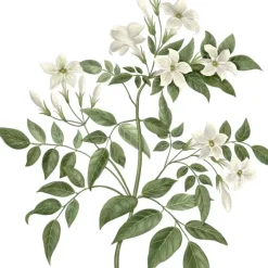 Carrière Frères Bougie Parfumée|Jasmin - Jasminum Officinale                Bougie Parfumée