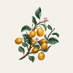 Carrière Frères Bougie Parfumée|Mirabelle - Prunus Domestica Syrica                Bougie Parfumée