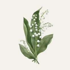 Carrière Frères Bougie Parfumée|Muguet - Majalis                Bougie Parfumée
