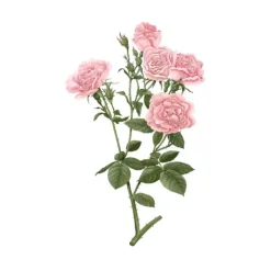 Carrière Frères Parfum D'Ambiance & Diffuseur D'Intérieur|Rose de Damas - Rosa Damascena                Palet Botanique