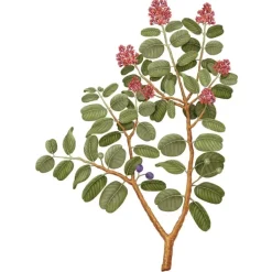 Carrière Frères Parfum D'Ambiance & Diffuseur D'Intérieur|Santal - Santalum Album                Diffuseur de Parfum