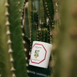 Carrière Frères Bougie Parfumée|Yuzu - Citrus Junos                Bougie Parfumée