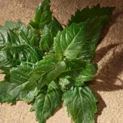 Homme Dolce&Gabbana Eau De Parfum|Devotion pour Homme                Eau de Parfum