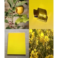 Elisire Parfum Mixte|Eau Papaguéna                Extrait de Parfum