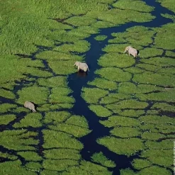 Femme GUERLAIN Parfum Naturel & Eco-Responsable|Eau De Toilette|Aqua Allegoria Flora Salvaggia                Eau de Toilette