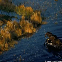 Femme GUERLAIN Parfum Naturel & Eco-Responsable|Eau De Parfum|Aqua Allegoria Forte Rosa Palissandro Eau de Parfum