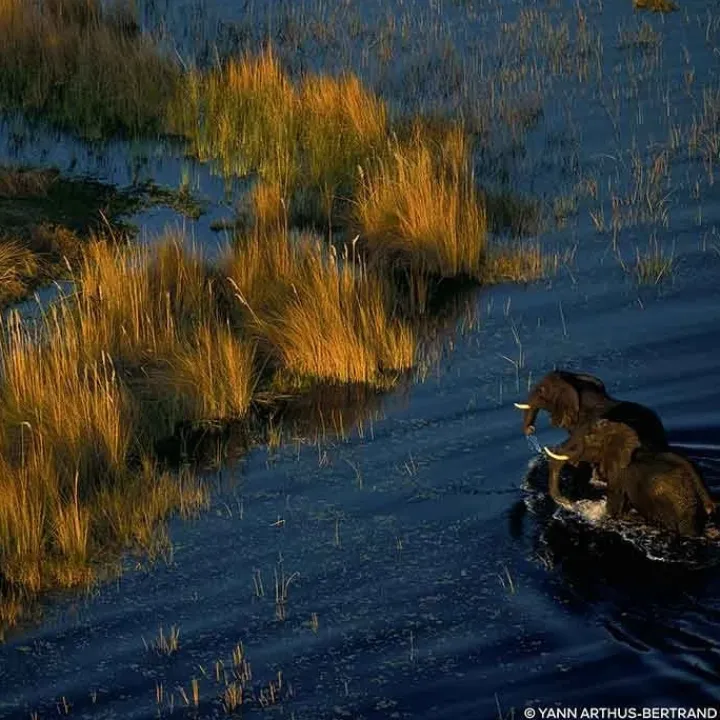 Femme GUERLAIN Parfum Naturel & Eco-Responsable|Eau De Parfum|Aqua Allegoria Forte Rosa Palissandro Eau de Parfum