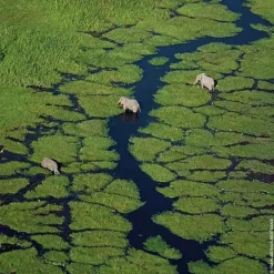 Femme GUERLAIN Eau De Toilette|Aqua Allegoria Rosa Verde                Eau de Toilette