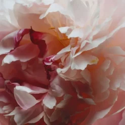 Jo Malone Parfum Mixte|Peony & Blush Suede                Cologne