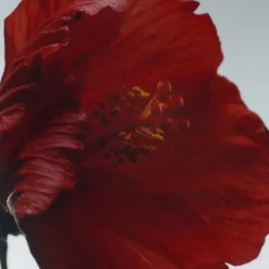 Jo Malone Parfum Mixte|Red Hibiscus                Cologne Intense