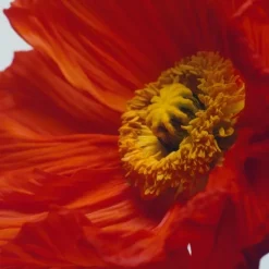 Jo Malone Parfum Mixte|Scarlet Poppy                Cologne Intense