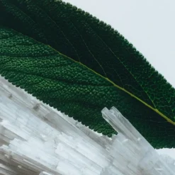 Jo Malone Parfum Mixte|Wood Sage & Sea Salt                Gel Moussant Nettoyant