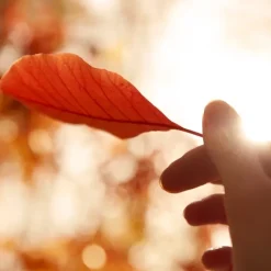 Maison Margiela Parfum Mixte|REPLICA Autumn Vibes                Eau de Toilette