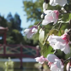 Maison Margiela Bougie Parfumée|REPLICA Springtime in a Park                Bougie Parfumée Florale Fraîche