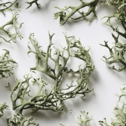 Homme Ralph Lauren Eau De Toilette|Big Pony                Eau de Toilette