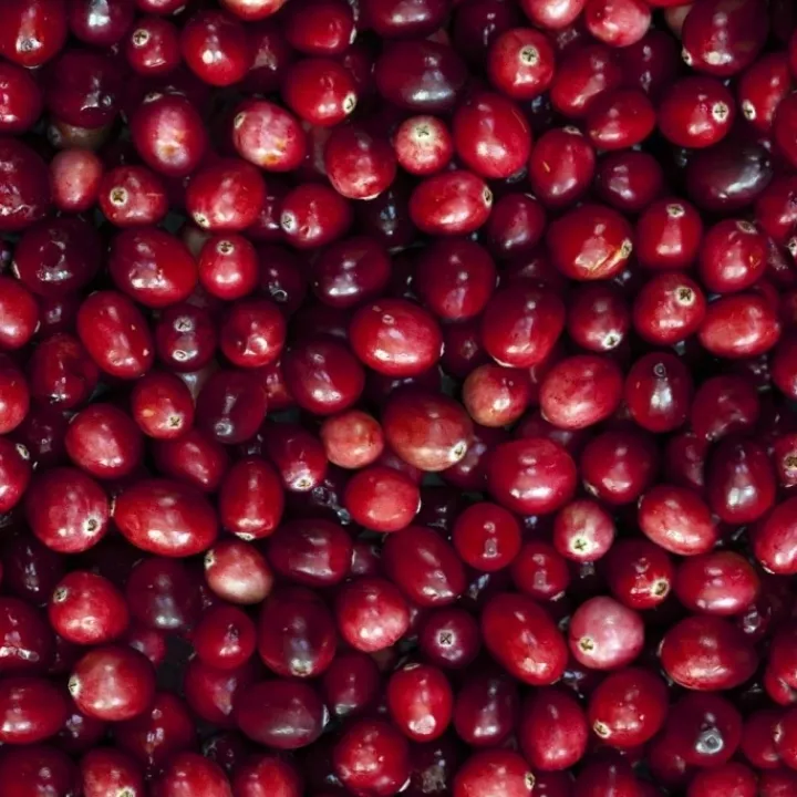 Femme Ralph Lauren Eau De Toilette|Big Pony Women Eau de Toilette