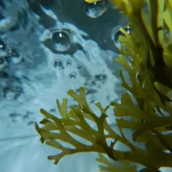 Urban Keratin Huile & Soin Spécifique|Ocean Therapy                Soin Marin